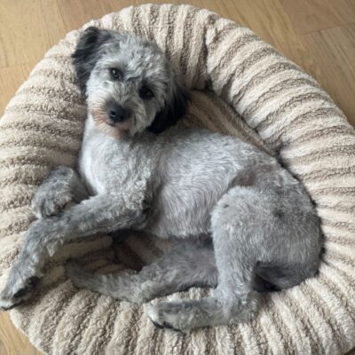 Dogtor Pepper headshot